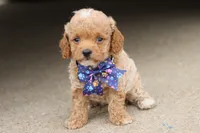 Gracie bleu, a female Miniature Goldendoodle for sale in Berryville, AR – 8 of 8