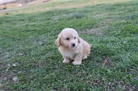 Pat 2 male, a male Poodle - Toy  for sale in Berryville, AR – Photo 5 of 6