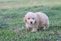 Pat 2 male, a male Poodle - Toy  for sale in Berryville, AR – Photo 6 of 6