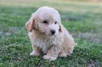 Pat 2 male, a male Poodle - Toy  for sale in Berryville, AR – Photo 3 of 6