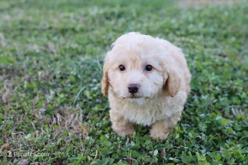 Pat 2 male – Poodle - Toy  puppy for sale in Berryville, AR