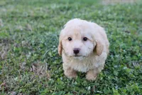Pat 2 male, a male Poodle - Toy  for sale in Berryville, AR – Photo 1 of 6