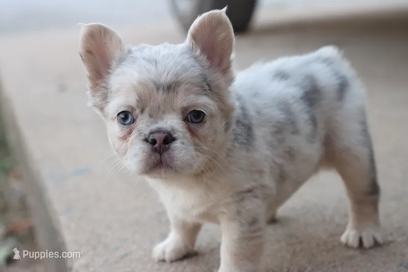 Stella – French Bulldog puppy for sale in Berryville, AR
