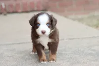 Clem red Tri , a male Miniature Australian Shepherd for sale in Berryville, AR – 3 of 9