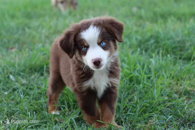 Clem red Tri  – Miniature Australian Shepherd puppy for sale in Berryville, AR