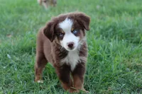 Clem red Tri , a male Miniature Australian Shepherd for sale in Berryville, AR – 1 of 8