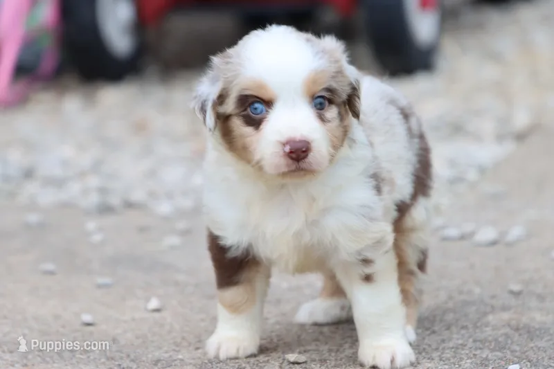 Clementine red merle – Miniature Australian Shepherd puppy for sale in Berryville, AR