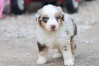 Clementine red merle, a female Miniature Australian Shepherd for sale in Berryville, AR – 1 of 8