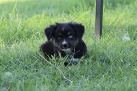 Clementine Black Tri , a female Miniature Australian Shepherd for sale in Berryville, AR – 2 of 7
