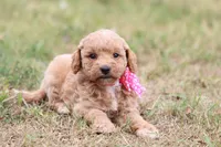 Gracie pink, a female Miniature Goldendoodle for sale in Berryville, AR – 3 of 9