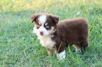 Summer red Tri , a female Miniature Australian Shepherd for sale in Berryville, AR – 8 of 9