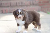 Sarah, a female Miniature Australian Shepherd for sale in Berryville, AR – 7 of 8