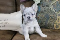 Stacy, a female French Bulldog for sale in Berryville, AR – 4 of 8
