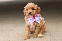 Gracie , a female Miniature Goldendoodle for sale in Berryville, AR – 2 of 9