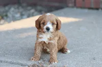 Drake , a male Cavapoo for sale in Berryville, AR – 2 of 8