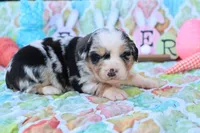 Will BMM , a male Miniature Australian Shepherd for sale in Berryville, AR – Photo 3 of 7