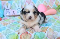 Will BMM , a male Miniature Australian Shepherd for sale in Berryville, AR – Photo 6 of 7