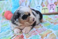 Will BMM , a male Miniature Australian Shepherd for sale in Berryville, AR – Photo 5 of 7