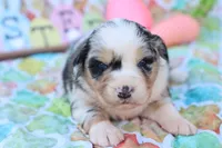 Will BMM , a male Miniature Australian Shepherd for sale in Berryville, AR – Photo 2 of 7