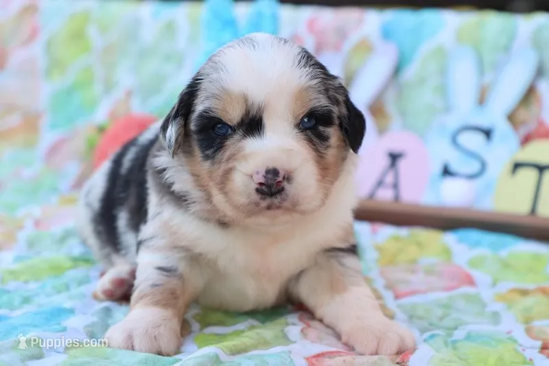 Will BMM  – Miniature Australian Shepherd puppy for sale in Berryville, AR