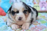 Will BMM , a male Miniature Australian Shepherd for sale in Berryville, AR – Photo 7 of 7