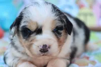 Will BMM , a male Miniature Australian Shepherd for sale in Berryville, AR – Photo 4 of 7