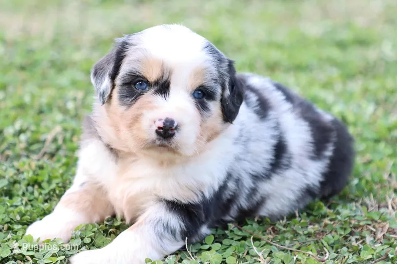 Will BMM  – Miniature Australian Shepherd puppy for sale in Berryville, AR