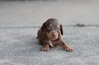 Sam short hair chocolate & tan, a male Miniature Dachshund for sale in Berryville, AR – 2 of 7