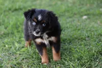 Clementine Bt Blue Eyes, a female Miniature Australian Shepherd for sale in Berryville, AR – 8 of 9