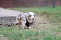 Clementine red merle, a female Miniature Australian Shepherd for sale in Berryville, AR – 6 of 8