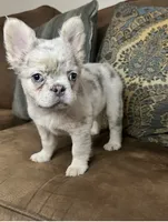 Stella, a female French Bulldog for sale in Berryville, AR – 2 of 5