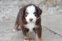 Clem red Tri , a male Miniature Australian Shepherd for sale in Berryville, AR – 8 of 9