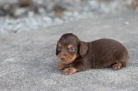 Sam long hair chocolate & tan, a male Miniature Dachshund for sale in Berryville, AR – 2 of 7