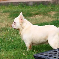 Proven stud Fluffy lilac Plat, a male French Bulldog for sale in Berryville, AR – Photo 5 of 6