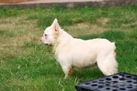 Proven stud Fluffy lilac Plat, a male French Bulldog for sale in Berryville, AR – Photo 5 of 6