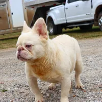 Proven stud Fluffy lilac Plat, a male French Bulldog for sale in Berryville, AR – Photo 4 of 6
