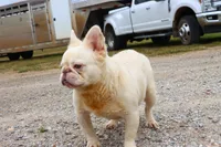 Proven stud Fluffy lilac Plat, a male French Bulldog for sale in Berryville, AR – Photo 4 of 6