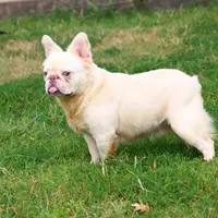 Proven stud Fluffy lilac Plat, a male French Bulldog for sale in Berryville, AR – Photo 1 of 6
