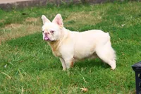 Proven stud Fluffy lilac Plat, a male French Bulldog for sale in Berryville, AR – Photo 1 of 6