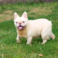 Proven stud Fluffy lilac Plat, a male French Bulldog for sale in Berryville, AR – Photo 6 of 6