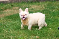 Proven stud Fluffy lilac Plat, a male French Bulldog for sale in Berryville, AR – Photo 6 of 6