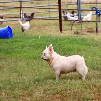 Proven stud Fluffy lilac Plat, a male French Bulldog for sale in Berryville, AR – Photo 3 of 6