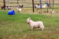 Proven stud Fluffy lilac Plat, a male French Bulldog for sale in Berryville, AR – Photo 3 of 6