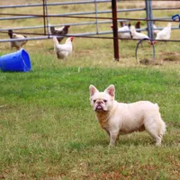 Proven stud Fluffy lilac Plat, a male French Bulldog for sale in Berryville, AR – Photo 2 of 6