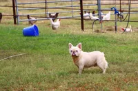 Proven stud Fluffy lilac Plat, a male French Bulldog for sale in Berryville, AR – Photo 2 of 6