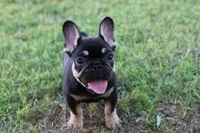 Debrah black & tan , a female French Bulldog for sale in Berryville, AR – 9 of 10