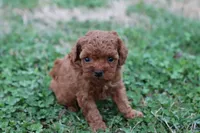 Cleo 3, a male Cavapoo for sale in Berryville, AR – Photo 4 of 8