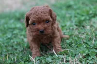 Cleo 3, a male Cavapoo for sale in Berryville, AR – Photo 5 of 8