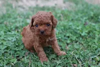 Cleo 3, a male Cavapoo for sale in Berryville, AR – Photo 2 of 8