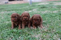 Cleo 3, a male Cavapoo for sale in Berryville, AR – Photo 6 of 8
